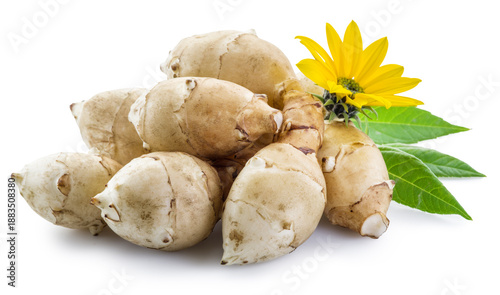 Bild auf Leinwand Freshly harvested Jerusalem artichoke (sunchoke) tubers with a yellow flower and green leaves, isolated on a white background