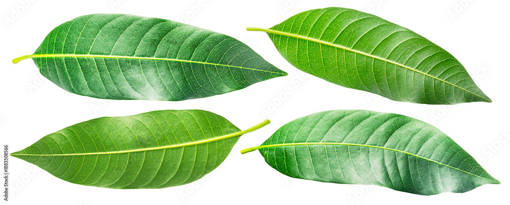 Obraz premium Fresh green mango leaves are isolated on a white background. These vibrant, natural leaves from the Mangifera indica tree are often used in traditional medicine and for healthy purposes.