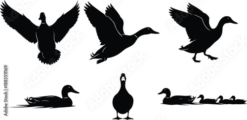 Duck silhouette set with flying and swimming poses, black vector waterfowl collection isolated on white background
