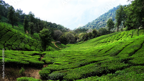 The vast tea plantations on the hills of Munnar, Idukki, Kerala, India