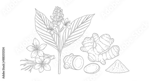 detailed black and white botanical illustration of ginger root leaves and flower buds