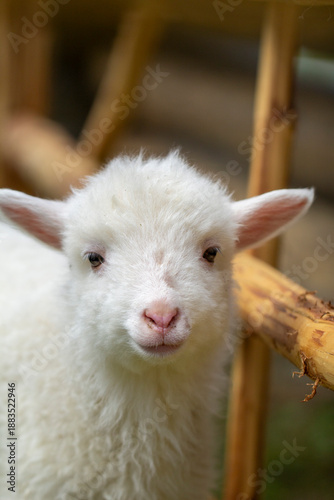 Cute white lamb looking at camera, close-up farm animal portrait
