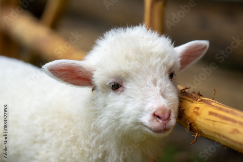Cute lamb chewing on wooden branch, close-up portrait