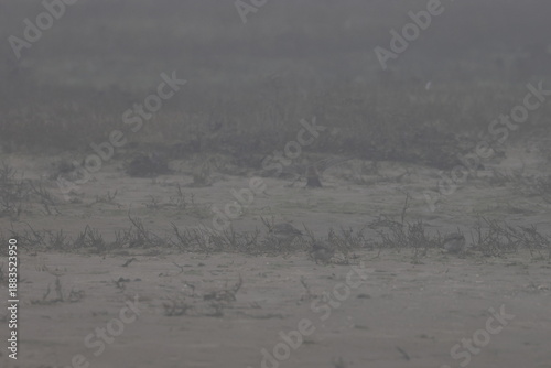 Photos horned lark