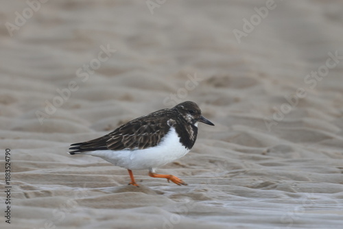 Canvas-taulu ruddy turnstone