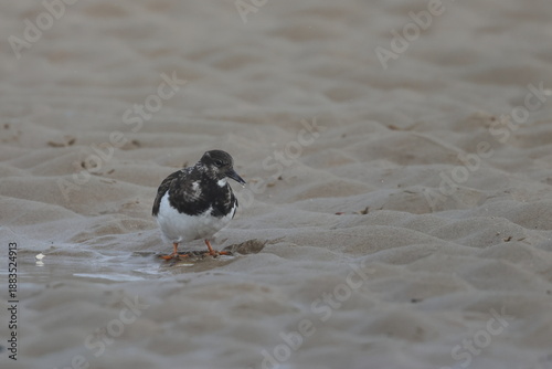 ruddy turnstone