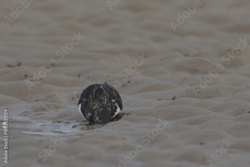 Obraz na plátně ruddy turnstone