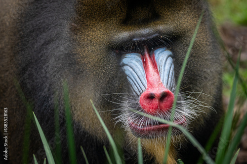 Fototapeta Mandrill