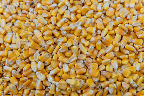Cuadro en lienzo Yellow corn kernels texture background, close up full frame
