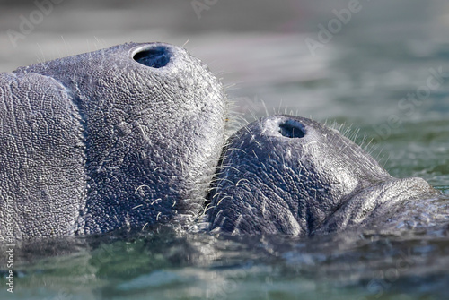 Canvas Print Precious Manatee Nose Snuggles Kayaking Silver Springs Florida Breeding Season M
