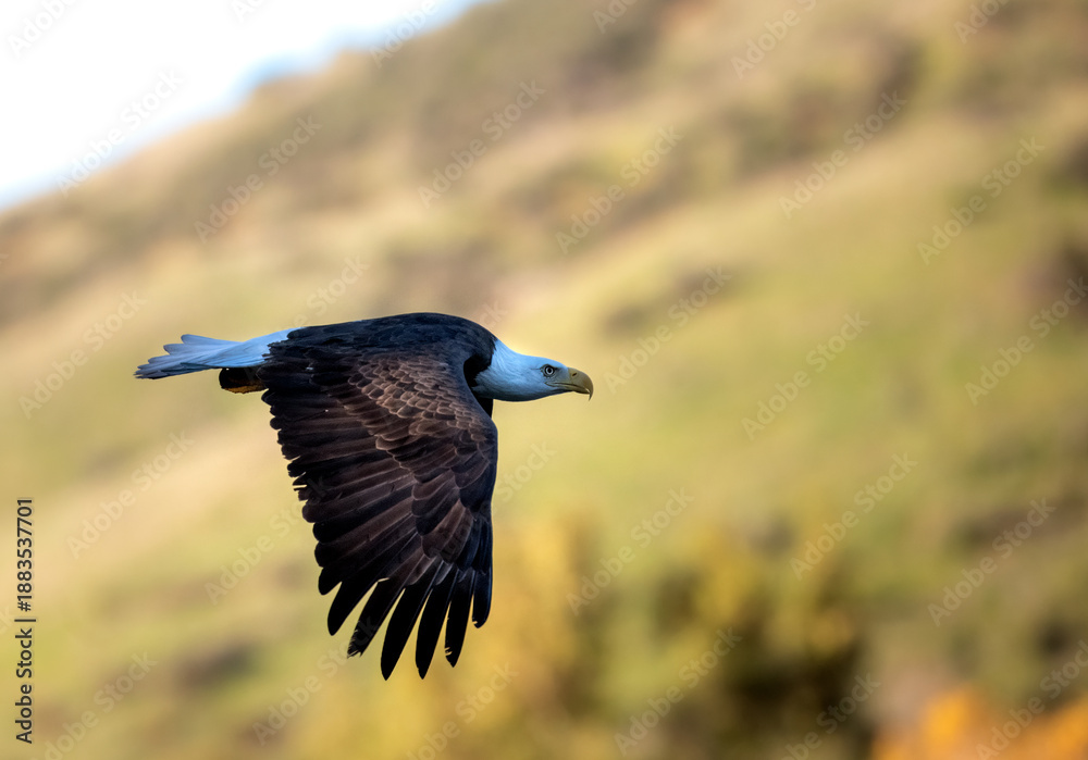 Fototapeta premium bald eagle in flight up close