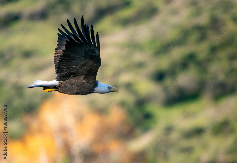 Obraz premium Bald eagle in flight up close in Yucaipa