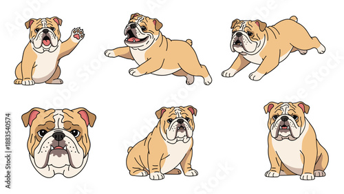 Series of English Bulldog illustrations featuring the breed in several actions including running sitting and a close-up of its face.
