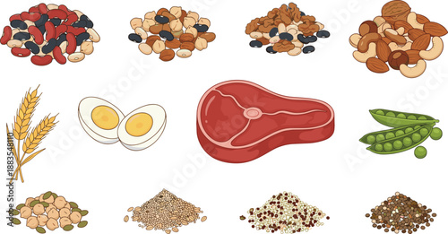 Assorted Protein and Grain Ingredients Illustration Set Featuring Meat, Eggs, Legumes, Nuts, Peas, and Whole Grains