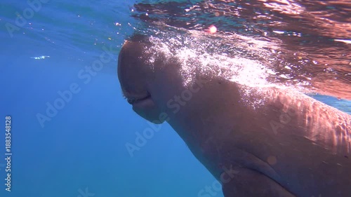 Dugong breathing air, 240 fps slow motion