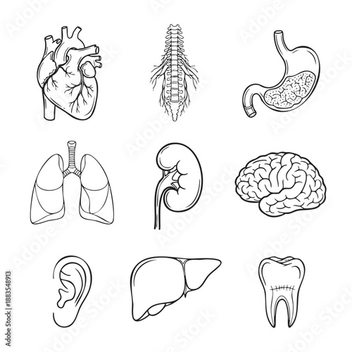 Set of human internal organs and body parts isolated illustration