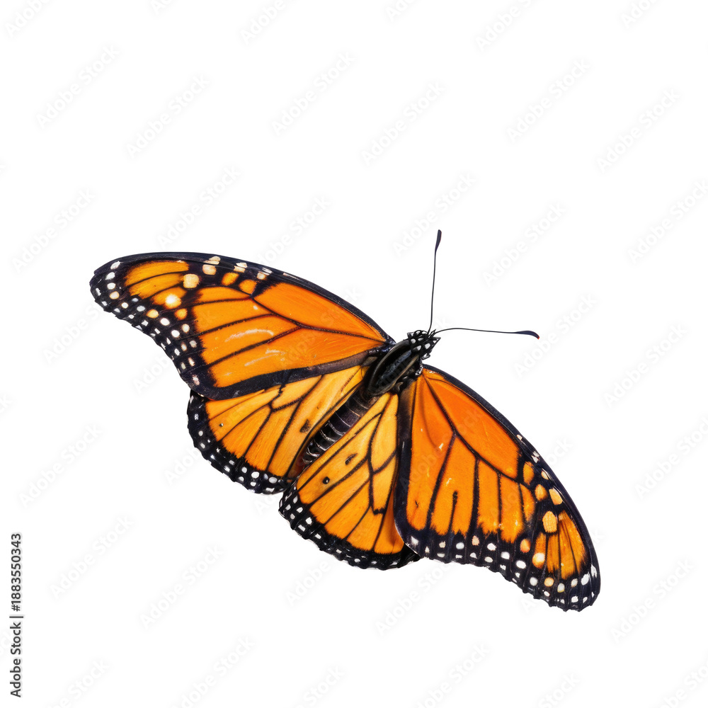 Obraz premium A colorful butterfly with distinctive black spots on its wings, suitable for use in illustrations or designs about nature, wildlife, and insects. transparent background