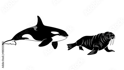 Dynamic Duo of Marine Mammals Killer Whale and Walrus Monochrome Illustration