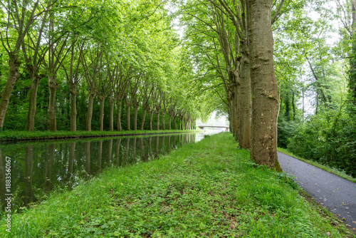 Quadro su tela Canal du Rhône au Rhin tree lined path