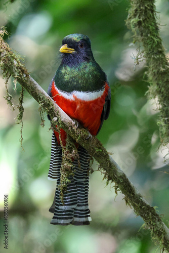 Collared Trogon perched on a branch in Costa Rica