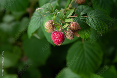 Ripe raspberries on a green bush