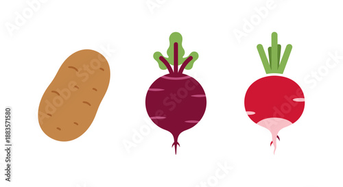 Colorful illustrations of potato, beetroot and red beet
