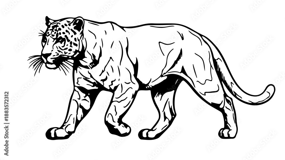 Fototapeta premium A black and white vector illustration of a walking leopard in a minimalist style