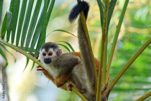 A young Central American Squirrel Monkey perched on a branch in Costa Rica