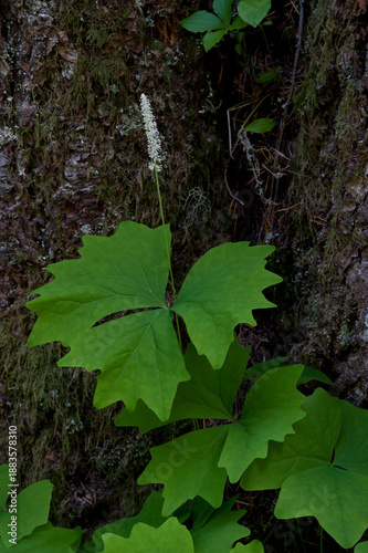 Achlys Triphylla growing in front of a tree in Mount Rainier National Park in Washington USA.