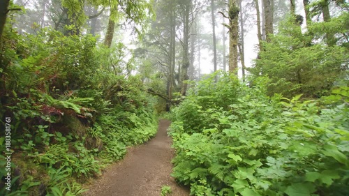 Footage of a person walking along the Cape Lookout Trail on the northern Oregon Coast. The trail winds through dense coastal forests of old-growth Sitka spruce and hemlock trees, with a forest floor c