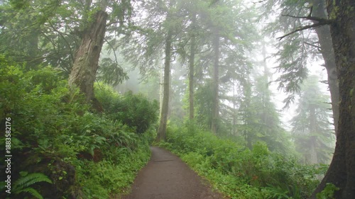 Footage of a person hiking along a narrow, root-filled trail through a dense, lush old-growth forest at Cape Lookout State Park in Tillamook, Oregon. The atmosphere is moody and serene, with fog drift