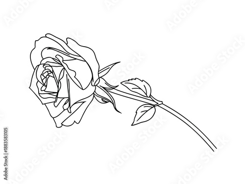 Single Rose Outline Drawing on White Background Keywords: rose, flower, single, outline, drawing