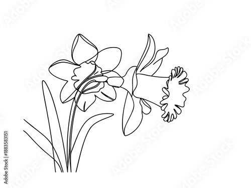 Two Daffodils in Continuous Line Drawing Style narcissus