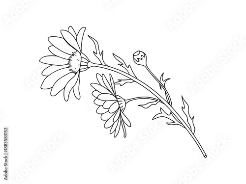Two daisies and bud line art daisy flower