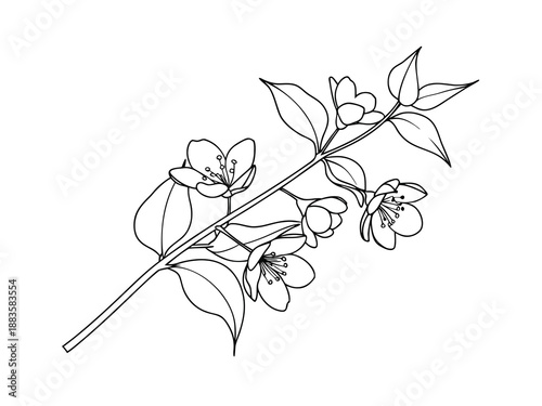 Jasmine branch with flowers and leaves line art floral
