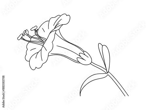 Line Drawing of a Bell Shaped Flower with Stamens bell flower