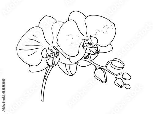 Orchid flowers line drawing on white background Keywords: orchid, flower, floral, outline, line