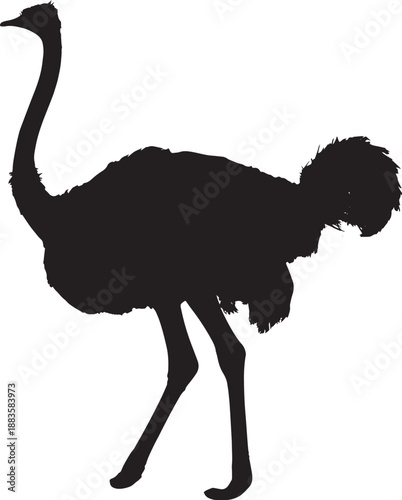 Ostrich Silhouette in Simple Elegant Black on White Background for Wildlife Illustration