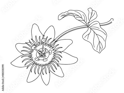 Photos Passion flower and leaves line art passiflora bloom