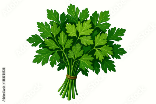 Fresh Parsley Illustration. Vibrant bundle of fresh parsley on a clean white background, vector illustration rich green tones,