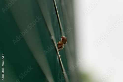 a small brown bird with a gray breast