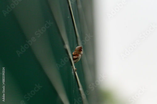 a small brown bird with a gray breast