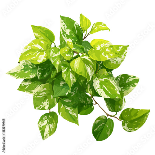 Minimalist 2D vector icon representation of a Marble Queen Pothos, displayed on a pure white background