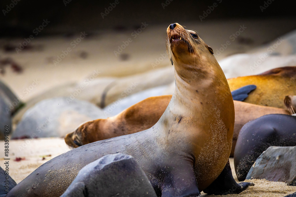 Obraz premium Sea lion close up portrait La Jolla Cove