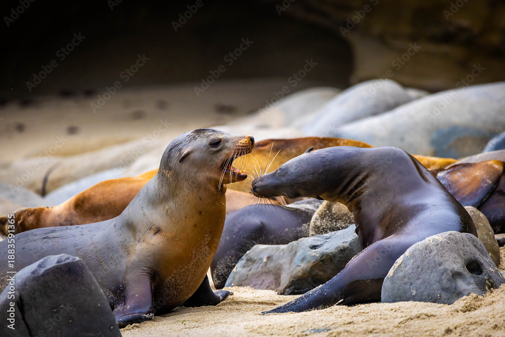 Fototapeta premium Sea lions interacting during breeding at La Jolla Cove