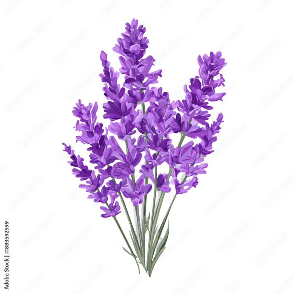 Obraz premium Simple flat 2D vector graphic of a Lavender in modern icon style, isolated on a white canvas