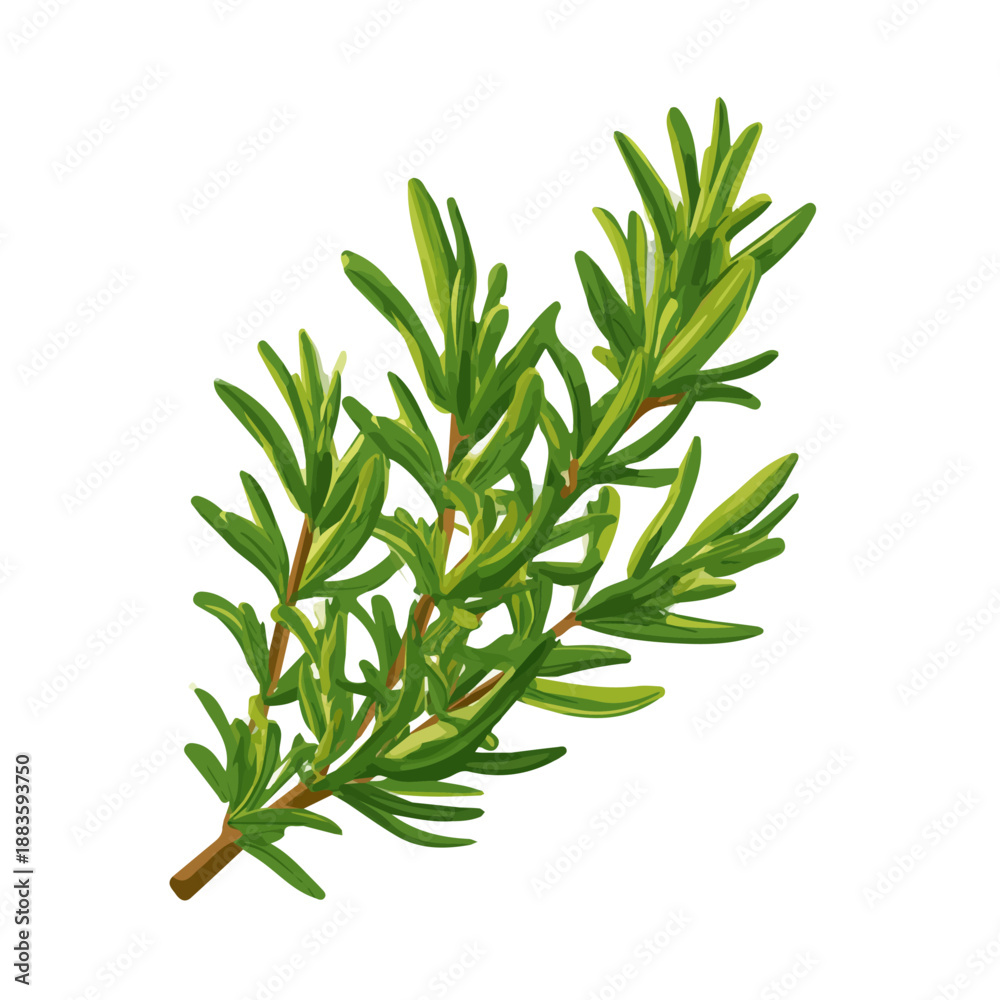 Fototapeta premium Flat-design 2D vector artwork of a Rosemary, styled as an icon and isolated against white background