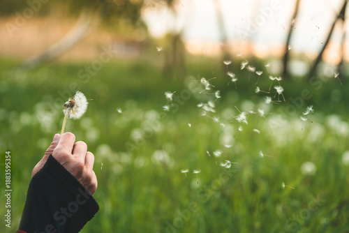 A man holds a blooming dandelion in his hand. A man blows on a dandelion, from which seeds fly out.

