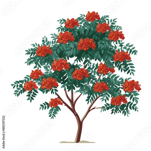 Rowan Tree, rendered in a minimalist 2D flat vector icon style against a pure white backdrop
