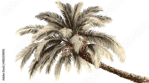 Palm Tree Vector with Palm Tree Picture - Professional Image Usage